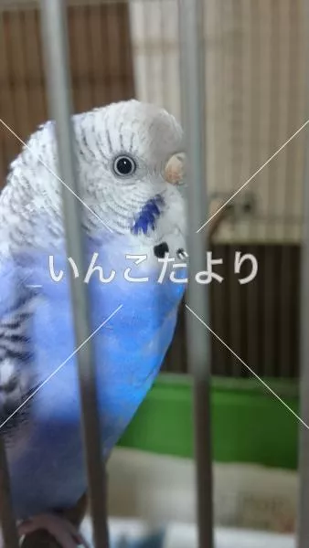 コメントの画像