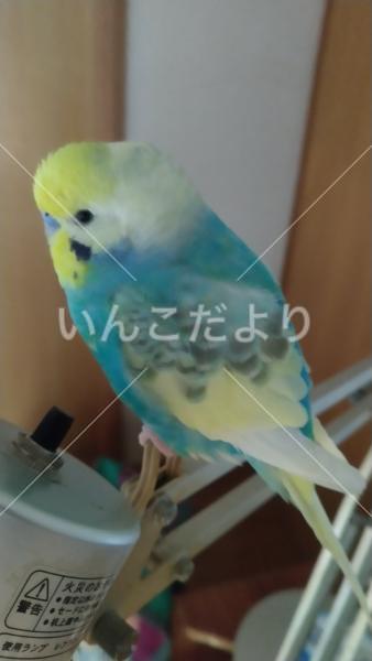 コメントの画像