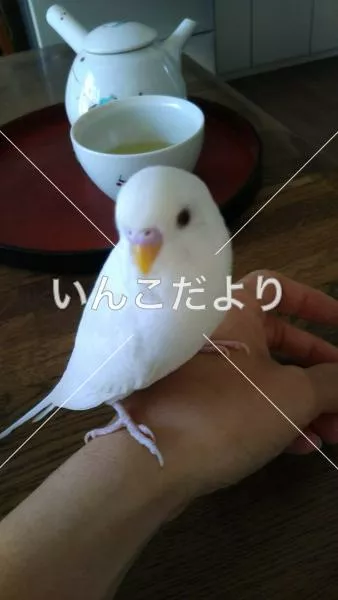 コメントの画像