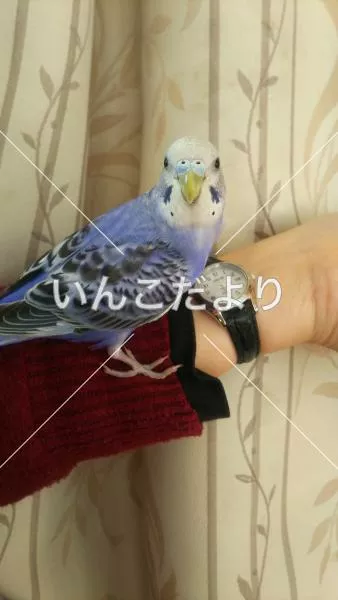 コメントの画像