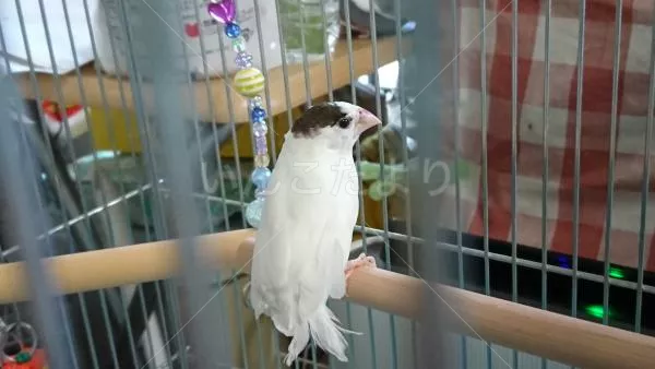 コメントの画像