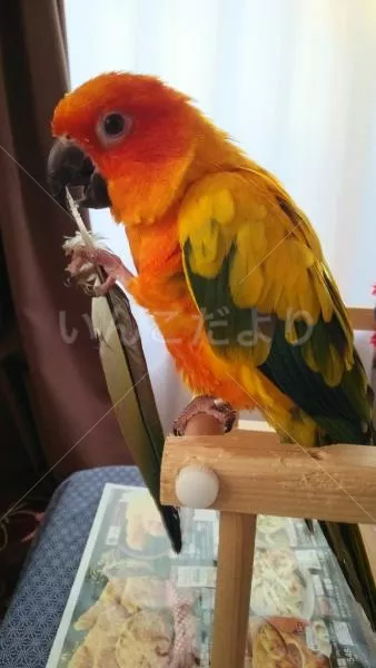 コメントの画像