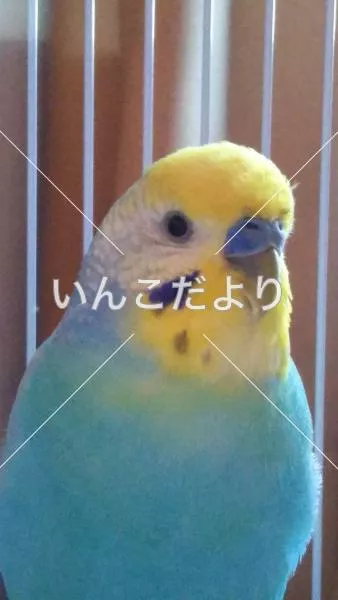 コメントの画像