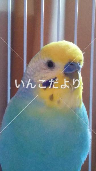 コメントの画像