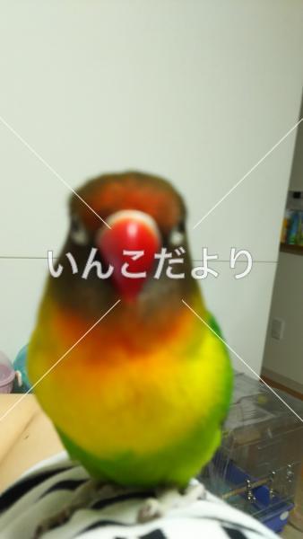 コメントの画像