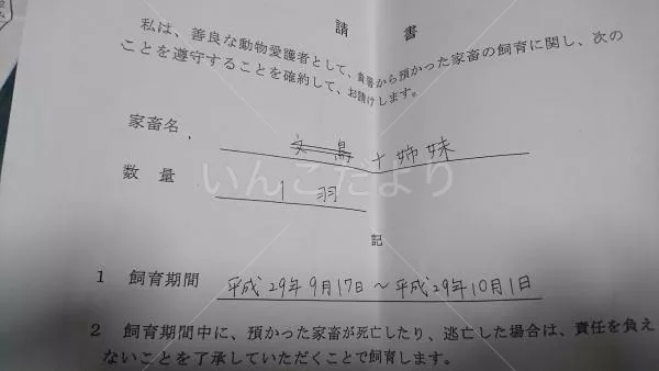 コメントの画像