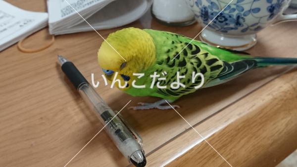 コメントの画像