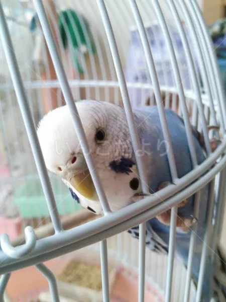 コメントの画像