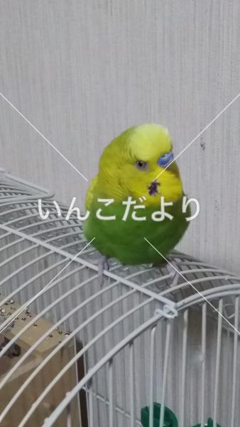 コメントの画像