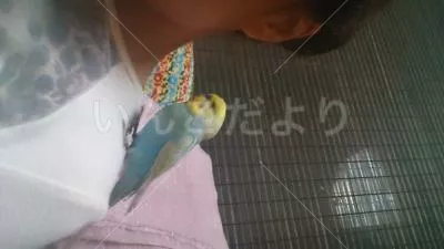 コメントの画像