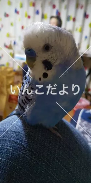 コメントの画像