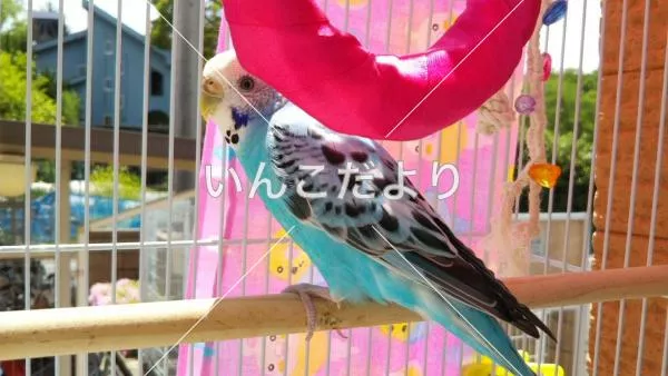 コメントの画像