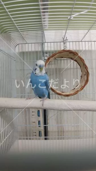 コメントの画像