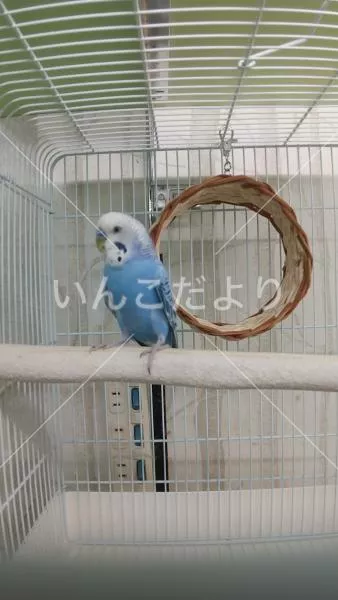 コメントの画像