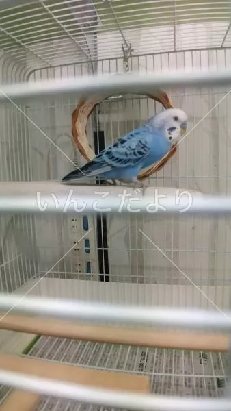 コメントの画像