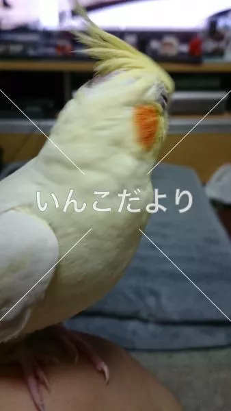 コメントの画像