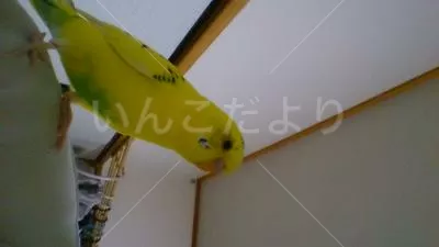 コメントの画像