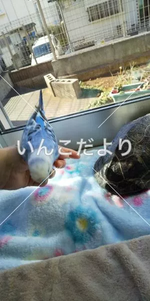 コメントの画像