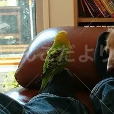 コメントの画像