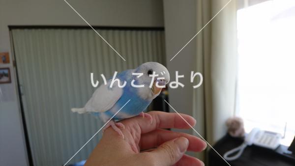 コメントの画像