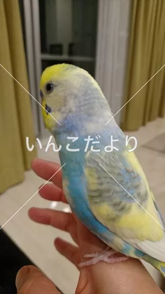 コメントの画像