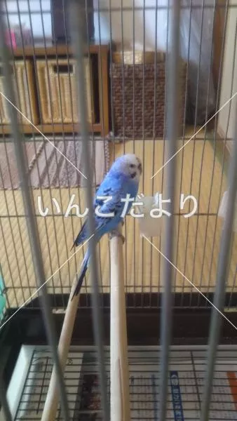 コメントの画像