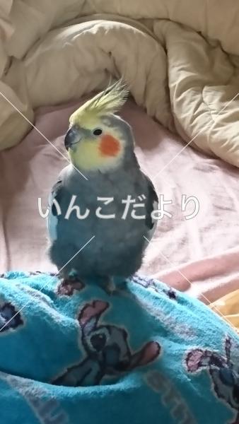 コメントの画像