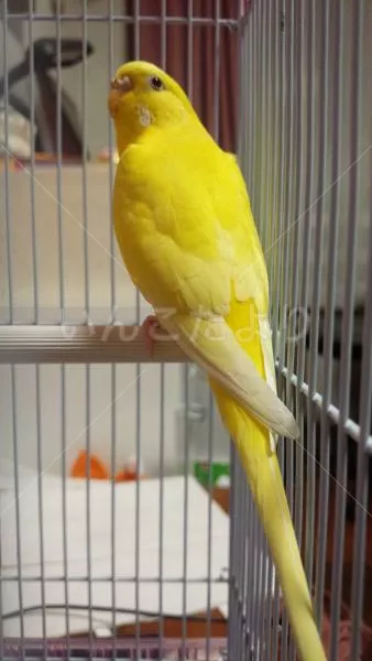 コメントの画像