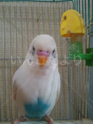 コメントの画像