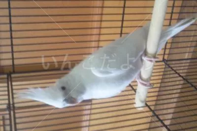 コメントの画像