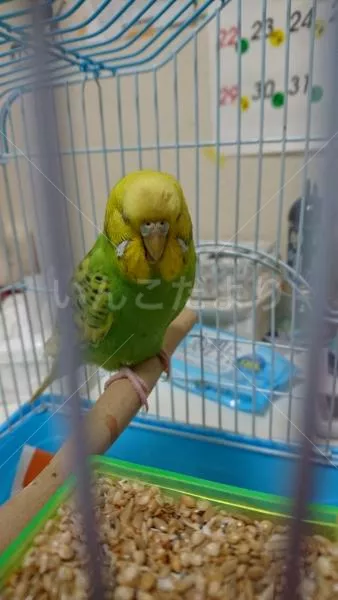 コメントの画像