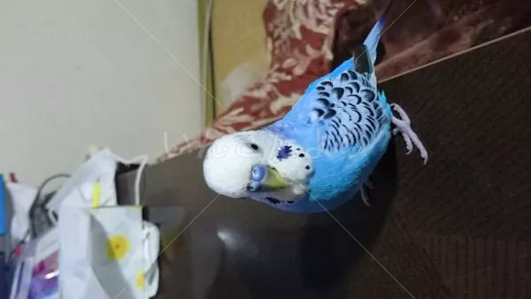 コメントの画像