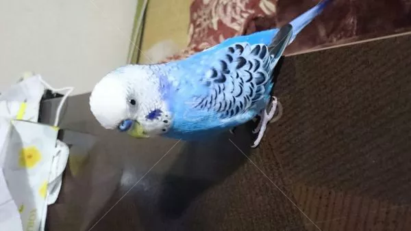 コメントの画像