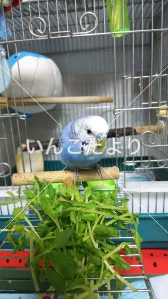 コメントの画像