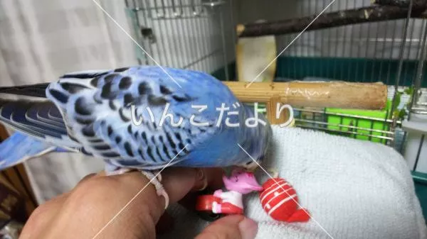 コメントの画像