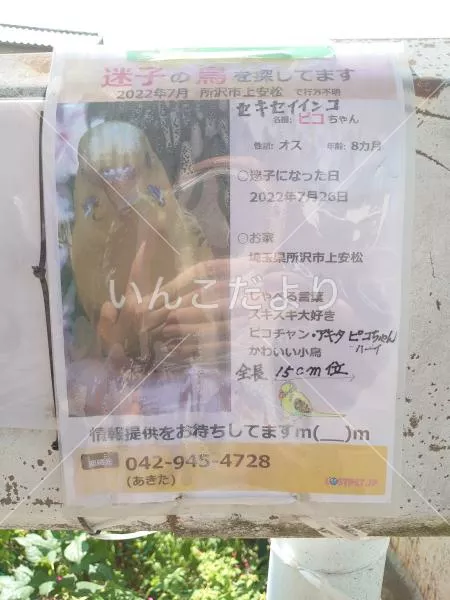 コメントの画像