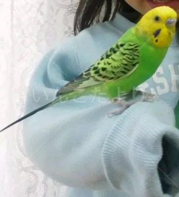 コメントの画像