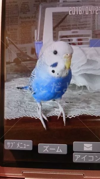 コメントの画像