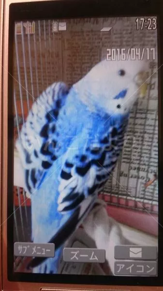 コメントの画像