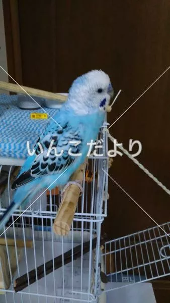 コメントの画像