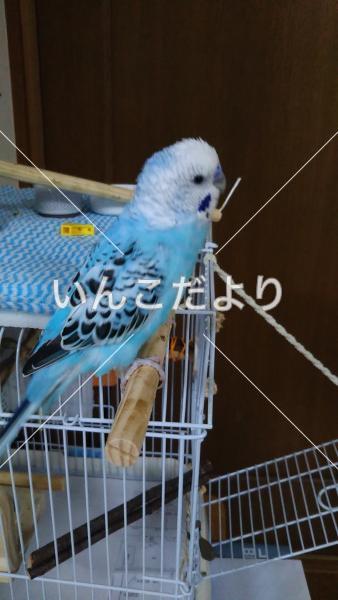 コメントの画像