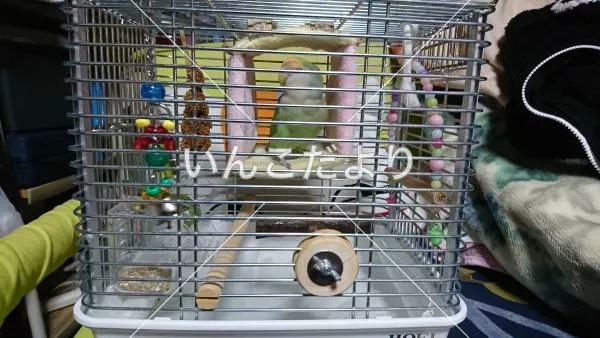 コメントの画像