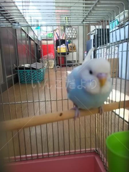 コメントの画像