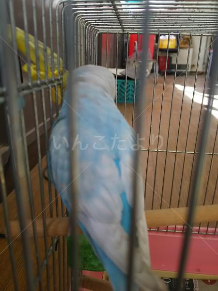 コメントの画像