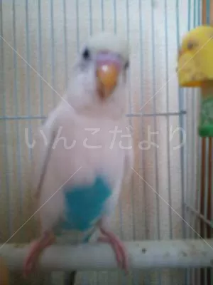 コメントの画像