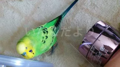 コメントの画像