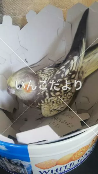 コメントの画像