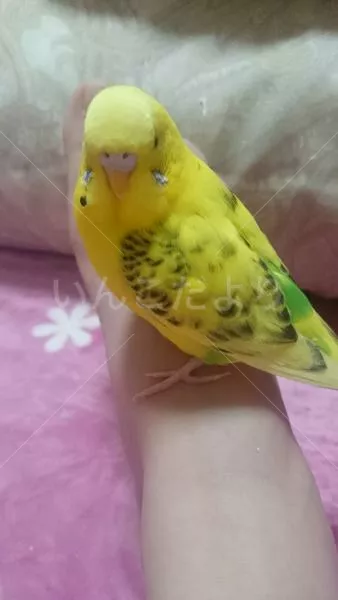 コメントの画像