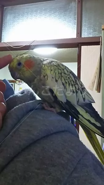 コメントの画像