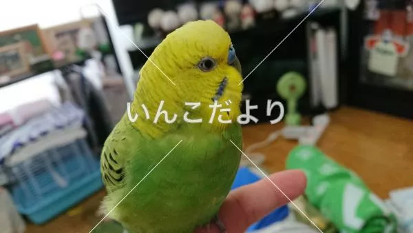 コメントの画像